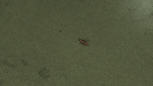 Cockroaches-TBoGT-Closeup.png