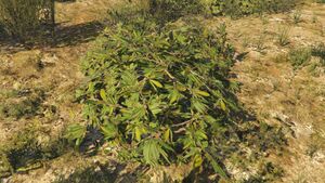 MangroveBush-GTAO-Large.jpg