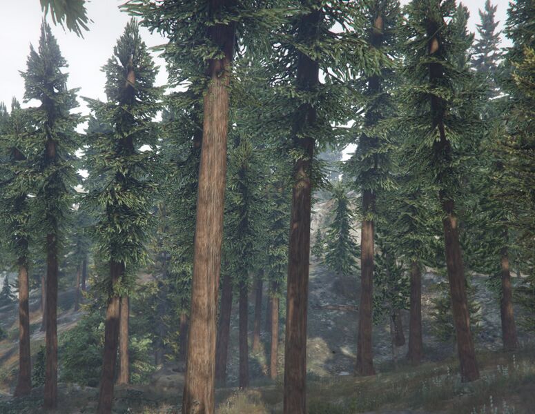 파일:Sequoia-GTAV-SS1.jpg