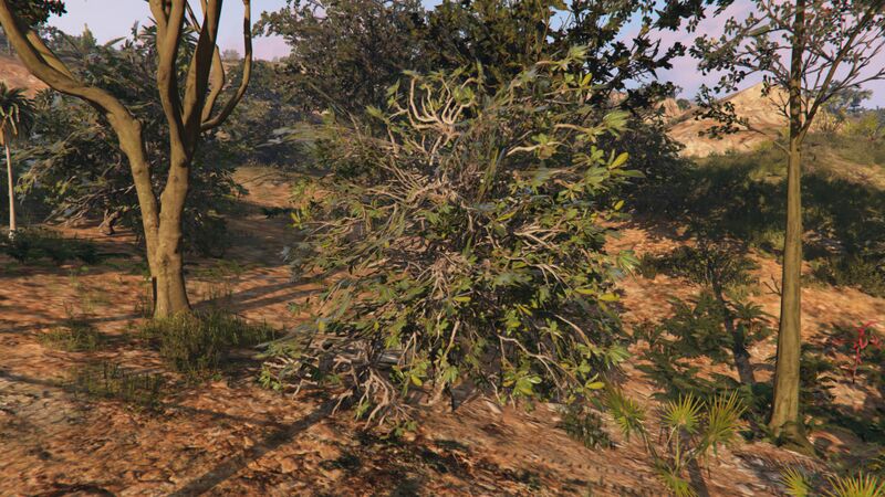 파일:BlackMangroveBush-GTAO-Large.jpg