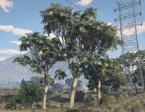 EucalyptusTree-GTAV-SS2.jpg