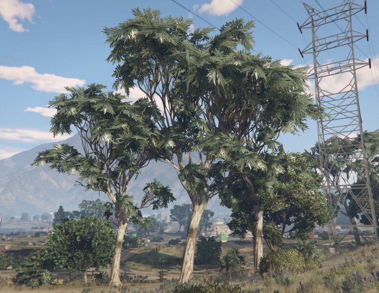 파일:EucalyptusTree-GTAV-SS2.jpg