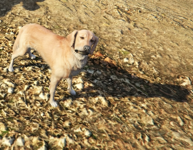 파일:Ghost Dog GTAVe Shadow.png