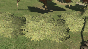 WaltheriaIndica-TBoGT-SS1.png