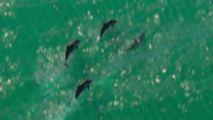 Dolphins-GTAVI-Trailer1.png