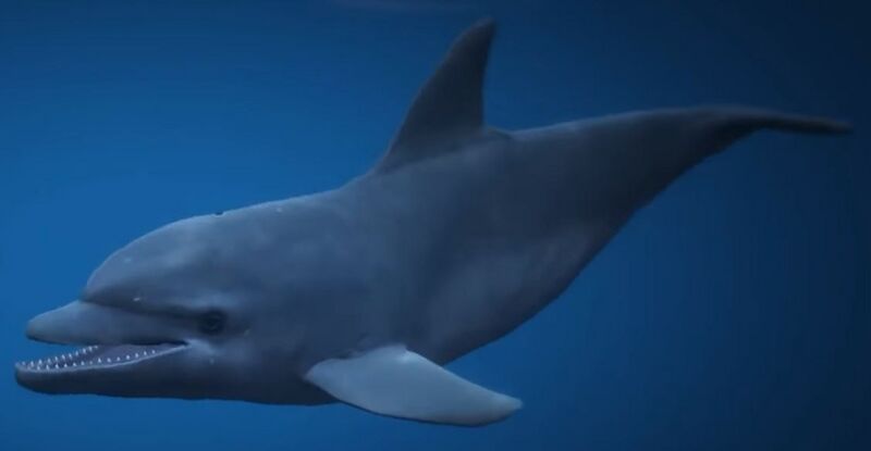 파일:Dolphin-GTAV.jpg