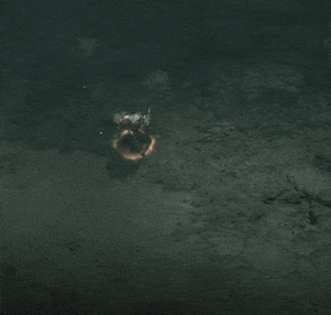 Heaven Fury-D4.gif