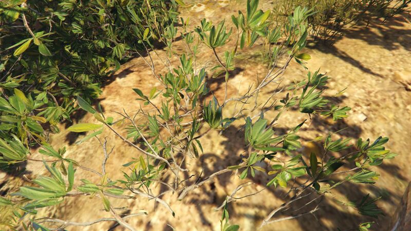 파일:MangroveBush-GTAO.jpg