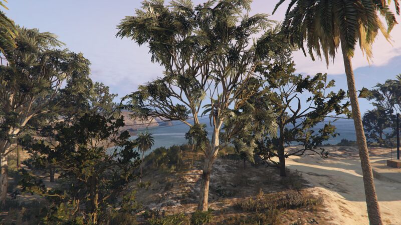 파일:EucalyptusTree-GTAO-CayoPerico.jpg