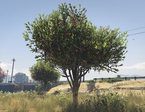 OrangeTree-GTAV-SS1.jpg
