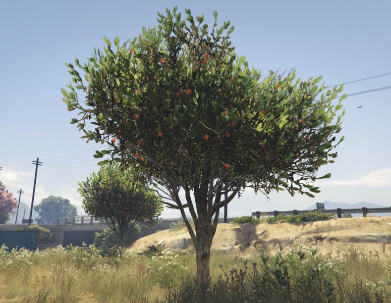 파일:OrangeTree-GTAV-SS1.jpg