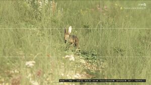 Wildtier FotografieV.jpg