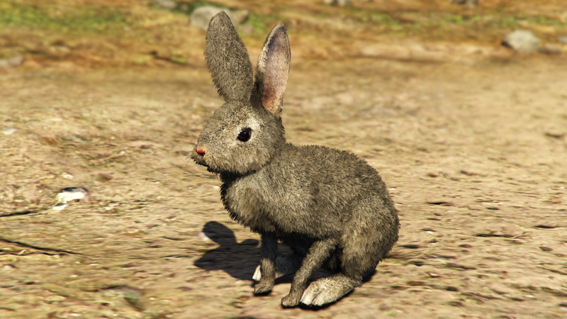 파일:Rabbit-GTAVe-Var4.png