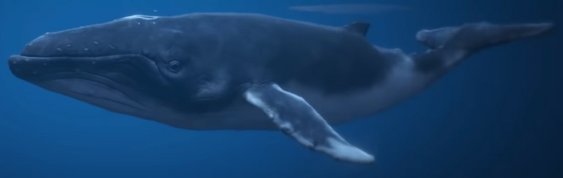파일:Humpback whale-GTAV.png