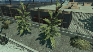 StaghornSumac-GTAIV-SS2.png