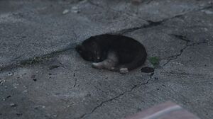Cats-GTAV-SleepingCat.jpg