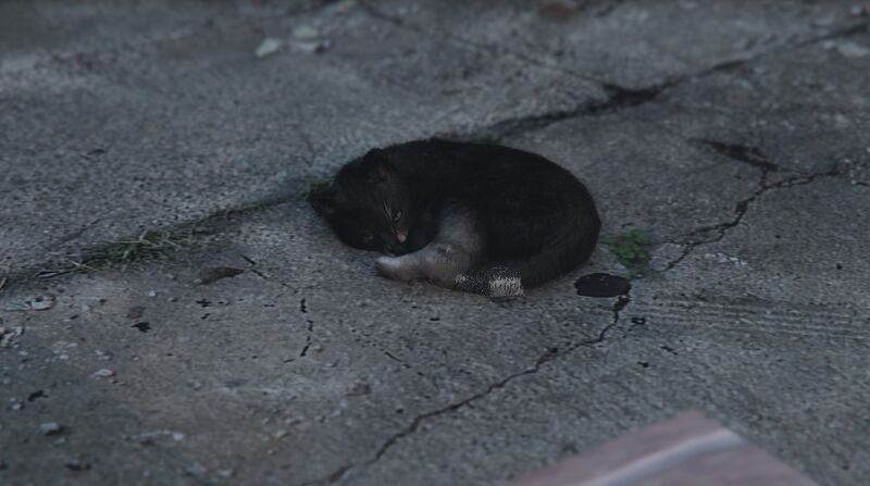 파일:Cats-GTAV-SleepingCat.jpg