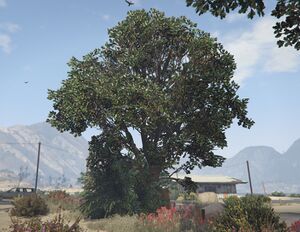 OakTree-GTAV-SS2.jpg