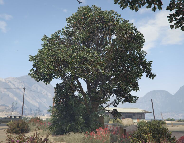 파일:OakTree-GTAV-SS2.jpg