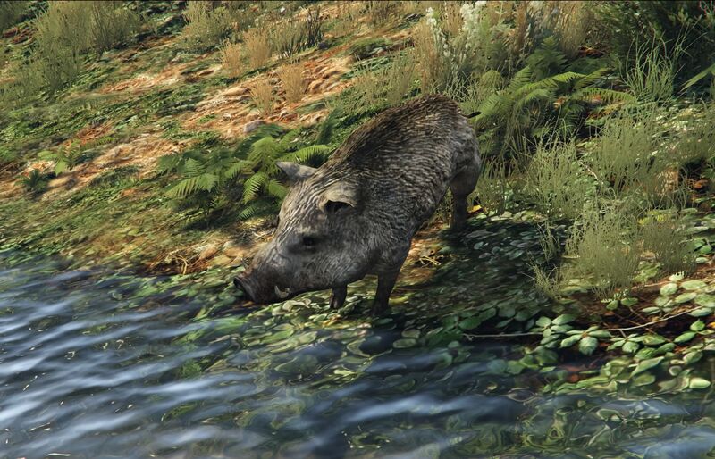 파일:Boar-GTAVe-Drinking.jpg