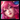 Ahri