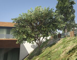 MapleTree-GTAV-SS1.jpg