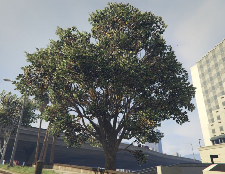파일:OakTree-GTAV-SS3.jpg