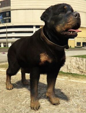 Rottweiler-NotChop-GTAV.jpg