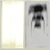 "otb_rooftile2"