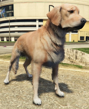 Labrador-GTAV.png