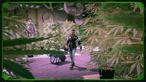 HuntingPackGetLamarWeek-GTAOe-WeedProductionSpeed.jpg