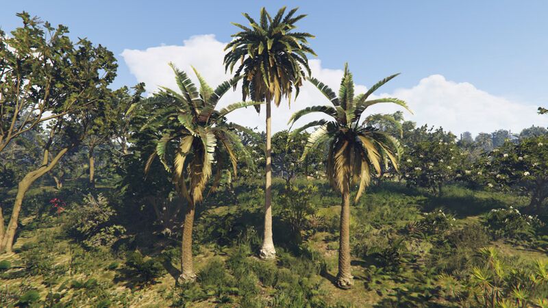 파일:PalmTrees-GTAO-CayoPerico.jpg