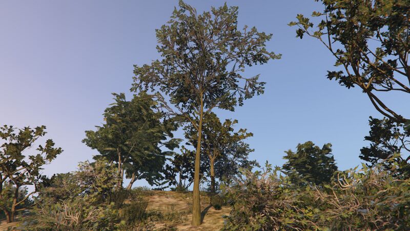 파일:BeechTree-GTAO.jpg