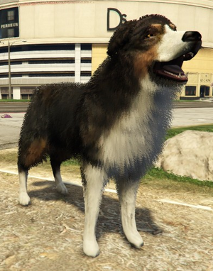 BorderCollie-GTAV-PS4.png