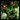 Warwick