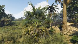 ThatchPalm-GTAO.jpg