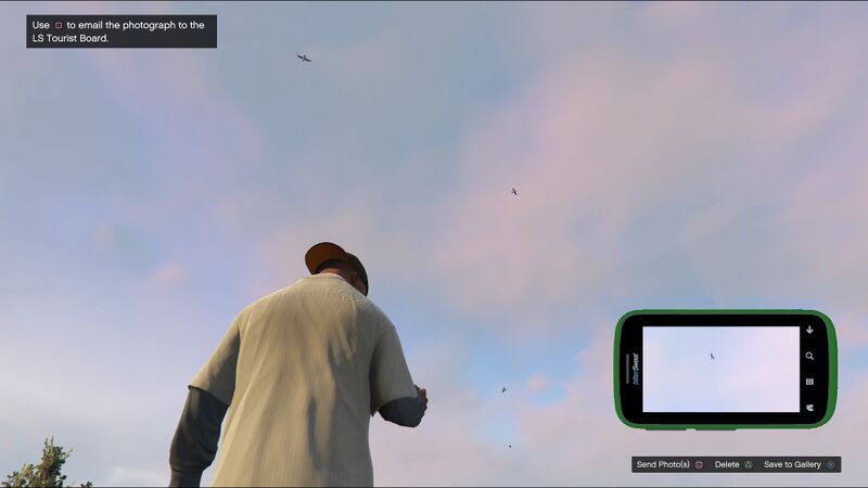 파일:Wildlife Photography Challenge GTAVe Seagull.jpg