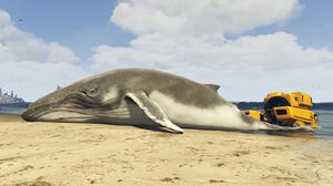 HumpbackWhale-GTAV-Offshore.jpg