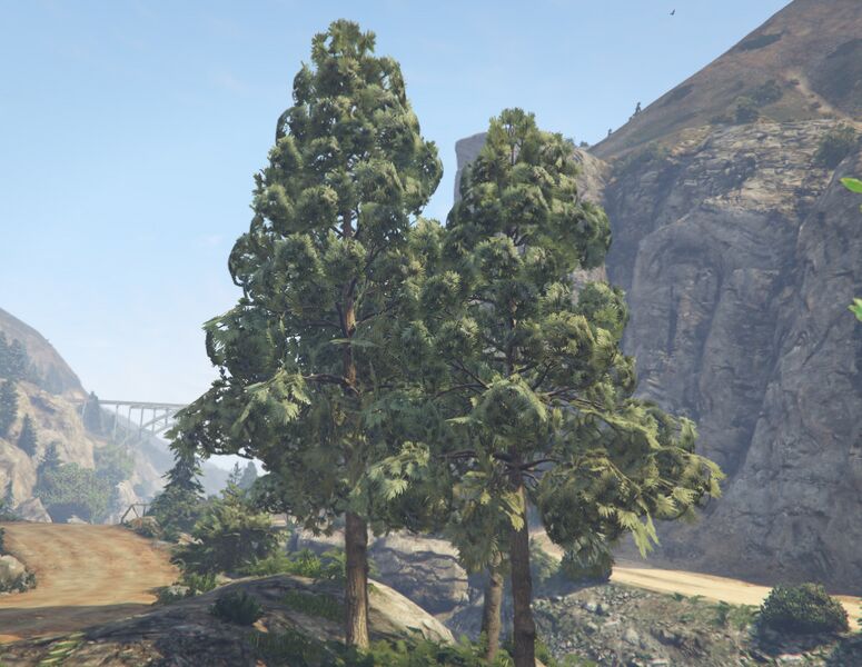 파일:PineTree-GTAV-SS1.jpg