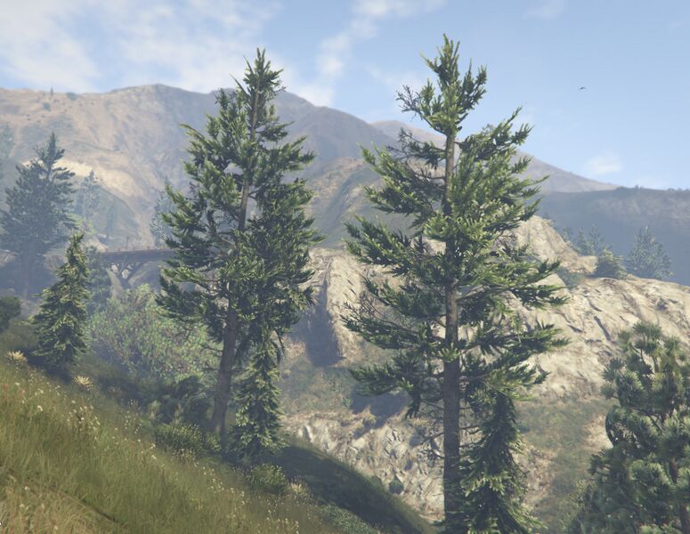 파일:CedarTree-GTAV-SS1.jpg