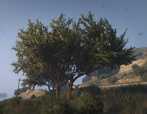OakTree-GTAV-SS1.jpg
