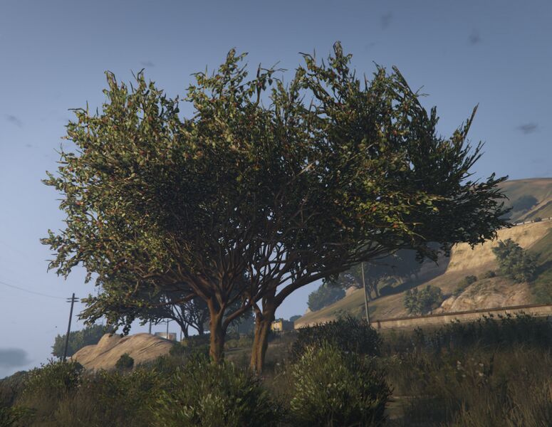 파일:OakTree-GTAV-SS1.jpg