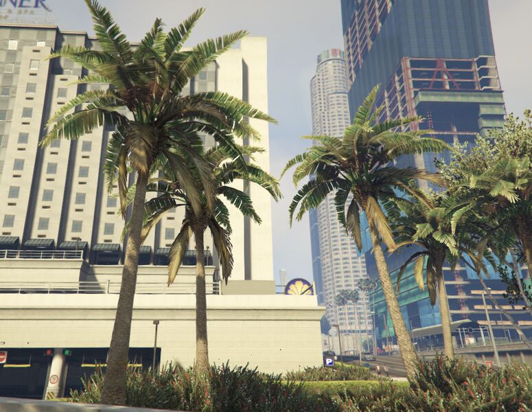 파일:PalmTree-GTAV-SS2.jpg