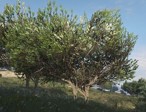 FicusTree-GTAV-SS1.jpg