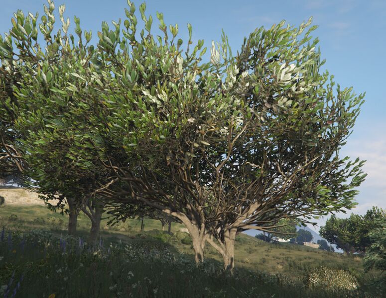 파일:FicusTree-GTAV-SS1.jpg