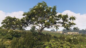 Frangipani-GTAO-Large.jpg