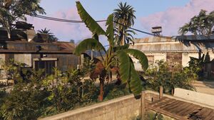 BananaTree-GTAO-Large.jpg