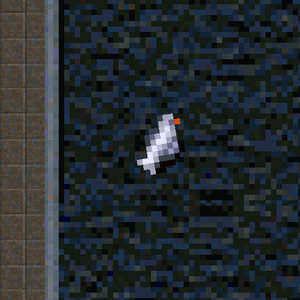 Pigeon-GTAL69.gif