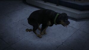 Chop-Defecate-GTAV.jpg