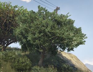 OliveTree-GTAV-SS1.jpg
